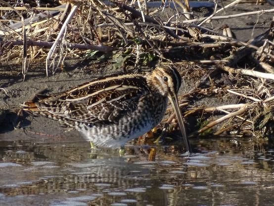 A small brown bird with like tan stripes along its back and a white underbelly stands in the water along the edge of a muddy bank with broken tan reeds in the background. In the center of the side of its striped head, a dark black eye, with a tan eye ring, looks down over a very long partially open beak, with a coating a water that glistens in the sunlight. This view is of its right side and slightly turned towards the camera as it spotted something a bit further into the water, the sunlight gleaming in the dark black eye.