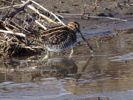 A small brown bird with like tan stripes along its back and a white underbelly stands in the water along the edge of a muddy bank with broken tan reeds in the background. In the center of the side of its striped head, a dark black eye, with a tan eye ring, looks down over a very long partially open beak, with a coating a water that glistens in the sunlight. This view is of its right side, large water droplets hanging onto the tip of the beak as it pulls its head up. A nearly perfect reflection under the bird is broken only by the ripples from the beak and the small spots of ice floating on the water's surface.