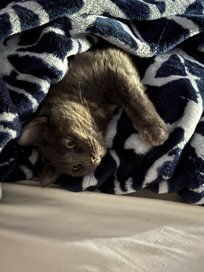 a picture of fiona laying with a blue and white blanket. fiona is grey with beige spots and green eyes. her nose is a mix of black and pink.