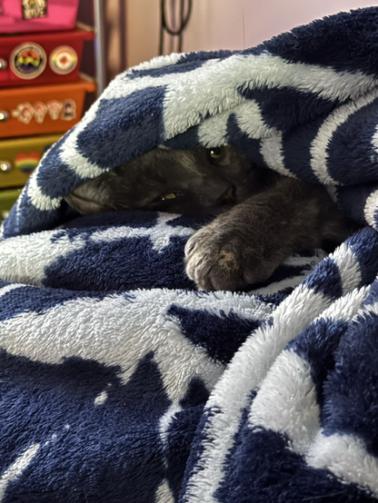 fiona hiding underneath the blue and white blanket. she’s peering at the camera through a gap in the blanket