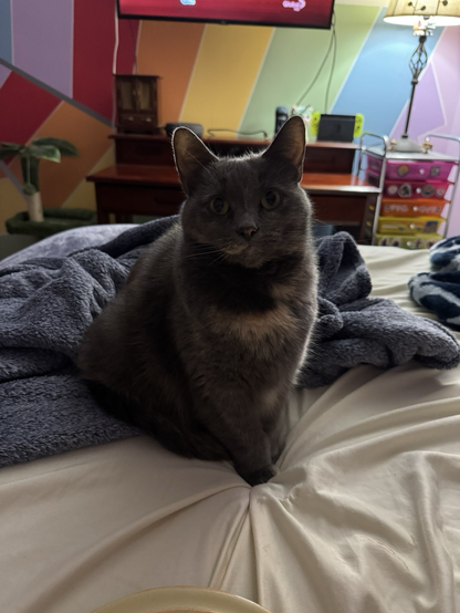 fiona sitting upright for the camera, on a cream colored bedsheet with a blue blanket behind her. the blue and white blanket is also in the picture. it may look like fiona is looking directly at the camera, but she’s actually looking at the piece of food i’m holding behind the camera (she loves food very much).