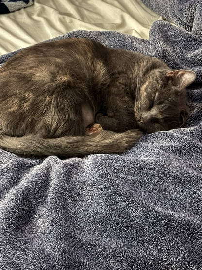 fiona sleeping on a blue blanket, her paws and tail curled up around her. her right ear is folded (also her pawspads are pink and black, but the visible pawpad is pink with a little bit of black)