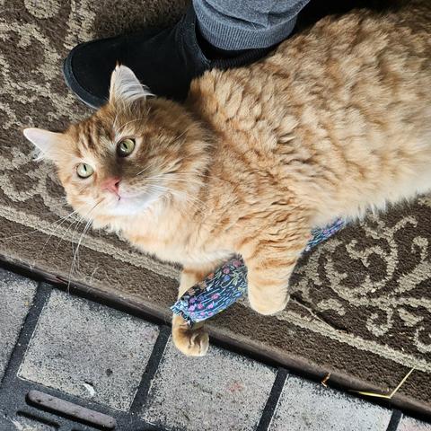 Obi, an orange tabby with yellow eyes, lies on his right side on a doormat, cuddling a long fabric cylinder filled with catnip. He looks up at the camera while lying up against my left foot.
