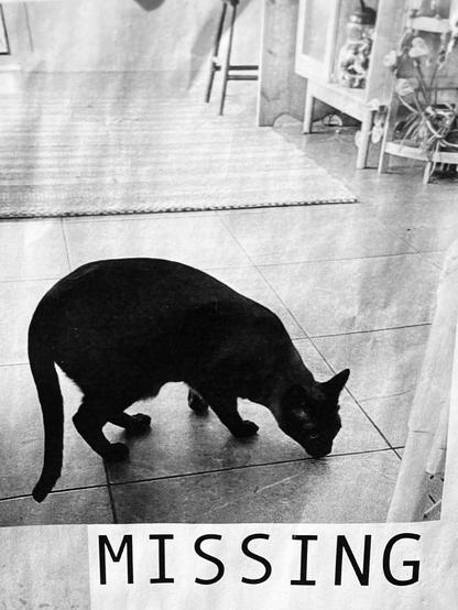 Another roaming 'missing' Bellingen cat