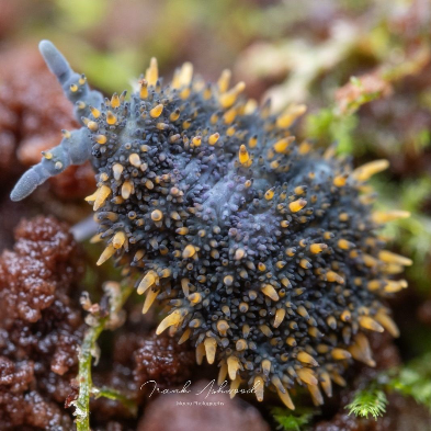 A photo of a giant springtail, and invertebrate with a soft blue body and lots of yellow spines on its back.