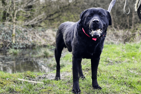 Male black Labrador cross dog stood in a clearing in woodland with a small pond behind him and to the left. There is blurred foliage and trees in the background. He has his mouth slightly open and is looking at the camera.