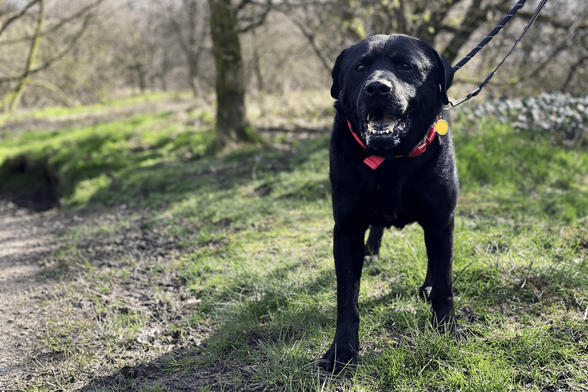 A male black labrador cross dog standing to the right of a woodland path. He's wearing a bright red collar and is looking almost right at the camera. There is muddy grass under his feet, and there is blurred woodland vegetation in the background.