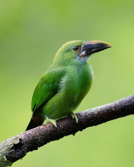 Grüner Vogel auf Ast