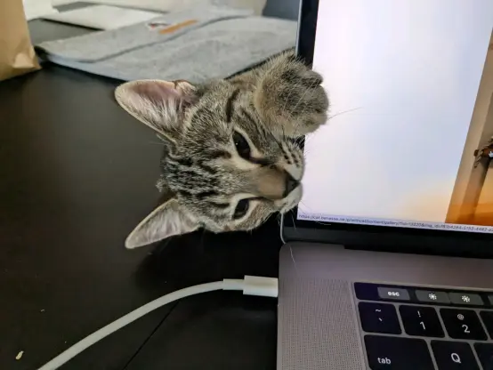 tofu biting my screen
