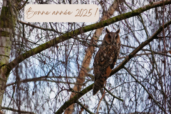 Photo d'un Hibou moyen-duc(Asio otus), perché sur une branche d'arbre recouverte de mousse verte, au milieu d'un entrelacs de branches d'arbres dénudées, caractéristiques de l'hiver. Ses plumes brunes, beiges et noires, parsemées de motifs, se fondent dans l'environnement naturel. Le ciel clair et légèrement bleuté est visible en arrière-plan à travers les branches. En haut à gauche de l'image, un texte manuscrit écrit dans un doux marron clair indique 'Bonne année 2025 !' sur un fond beige clair.