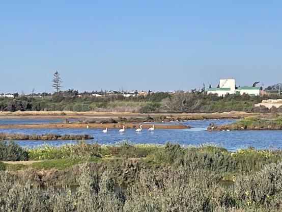 A view over the foliage and water of the salt marsh. There are four flamingos in the water although they cannot be seen too clearly. There is a white building with a green roof behind the water on the right of the picture