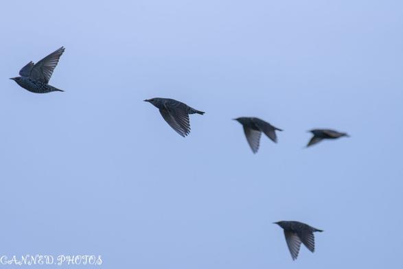 Five Starlings flying in formation against a clear blue sky.