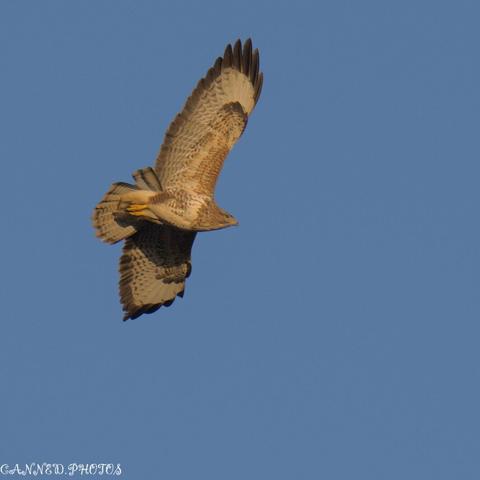 A Buzzard in flight against a clear blue sky.