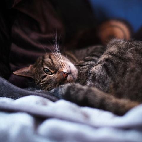 A Tabby cat (his name is Hobbes), rolled up in an almost perfect circle on a grey blanket/ Photo take from the side with low depth of field, so only one eye and a few whisters are really in focus.