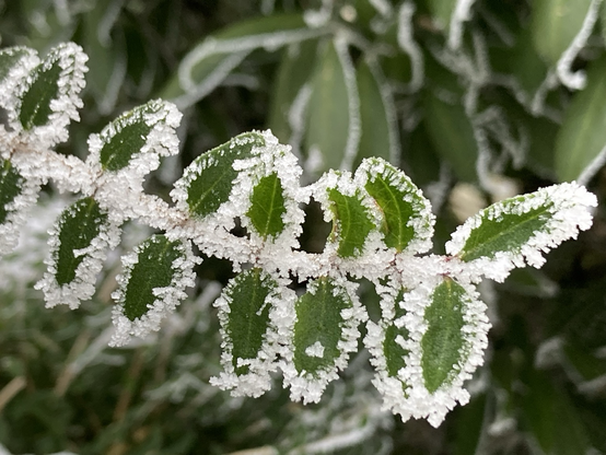 Zweig mit grünen Blättern mit Eisreif an den Rändern