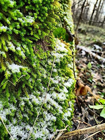 nahaufnahme. am unteren ende eines baumstammes wächst moos, viele kleine stränge die, obwohl aus spitzen blättchen fiedrig aufgebaut, doch sehr flauschig wirken. es liegt ein ganz bisschen schnee auf ihnen, wobei, geschneit hat es nicht, das dürften reste des sehr dicken aus nebel abgesetzten rauhreifs der letzten tage sein. das grün des mooses ist so schön frisch im ansonsten eher graubraunen winter