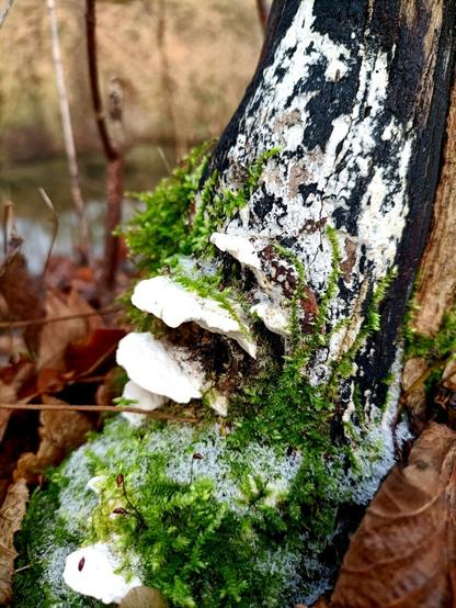 nahaufnahme eines noch stehenden stückes totholz, das untere ende, drumherum rotbraunes herbstlaub. aus dem schwarz verfärbten holz wächst ein pilz, in der mitte und unten mit mehreren konsolenartigen oder ohrenförmigen weißen fruchtkörpern, weiter oben nur als dünne ebenfalls weiße schicht, die etwas an schimmel erinnert oder camembert-oberfläche. rund um die pilzfruchtkörper und vor allem unten wächst frisch-grünes moos, wohl eine andere art als beim vorherigen bild. auch hier ist vermeintlicher schnee, dicker nicht mehr frischer rauhreif auf dem moos