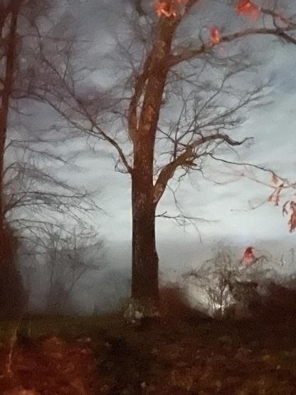A foggy misty picture of a tree and its haunted AF. The red leaves dangling on the barren branches make it look like it's on fire amidst the wet air. She burns and is not consumed. Full on biblical light in the darkness shit
