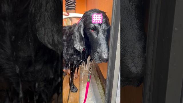 無になる母#flatcoatedretriever #フラットコーテッドレトリバー #無