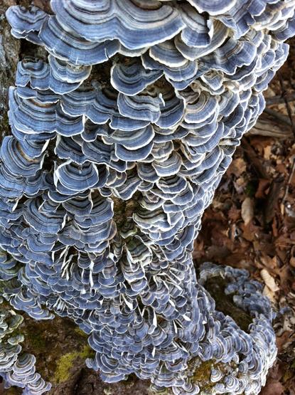 A cluster of blue and white-striped Turkey Tail fungi growing on a tree trunk, showcasing curved, layered patterns.