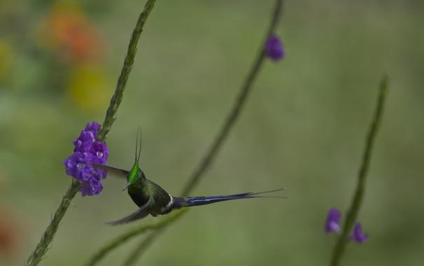 A hummingbird is flying through several stalks of purple verbena clusters. The bird is a long green hummingbird with an iridescent forehead leading to a tall erect crown that looks like a pair of wires. The birb's tail is as long or longer than the bird's body and comes to a point from which two more wires extend from the end. This is the male Wire-crested Thorntail, and you would not believe how many photos you have to take to capture him at an angle that reveals the green fire in his forehead. Photo by Peachfront. Arena Blanca, Peru. Nov 2024.