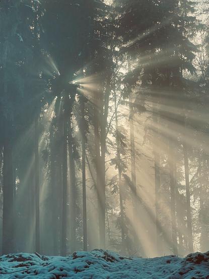 Sunrays in the trees.