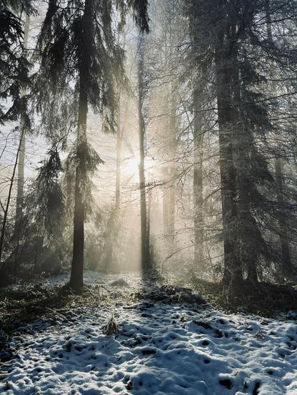 Sunrays, trees, sund and snow.