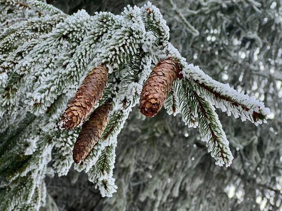 Pinetree with hoarfrost.