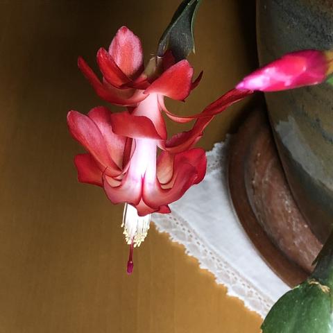 A large and elaborate extending bloom with overlapping crimson petals, creating what looks like a dragon head, culminating in white pistils and a red stamen.