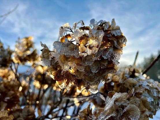 Icy hydrangea in backlight.