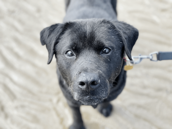 Head and shoulders photo of an adult black Labrador cross dog on a sandy beach looking up into the camera. He has a few grains of sand around his muzzle.