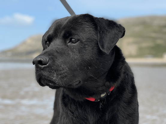 Facial portrait of an adult black Labrador cross dog on a sunny beach. He's looking from right to left and is wearing a bright red collar. Behind his is blurry, wet sand and the shape of the Great Orme hill.