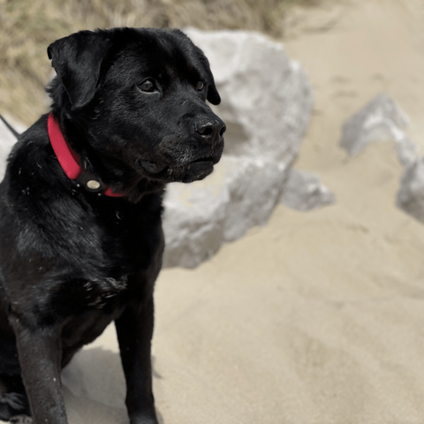 alt="Adult black Labrador cross dog in front of rocks on a sandy, sunny beach. He's looking from left to right and is wearing a bright red collar with an AirTag attached. Behind him is blurred sand, grey rock and scrub vegetation."