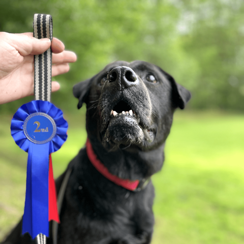Adult black Labrador cross dog wearing a red collar looking up at his buddy (me), holding up his blue 2nd prize rosette for the Golden Oldie category in a local dog show. There's blurred green trees and grass in the background.