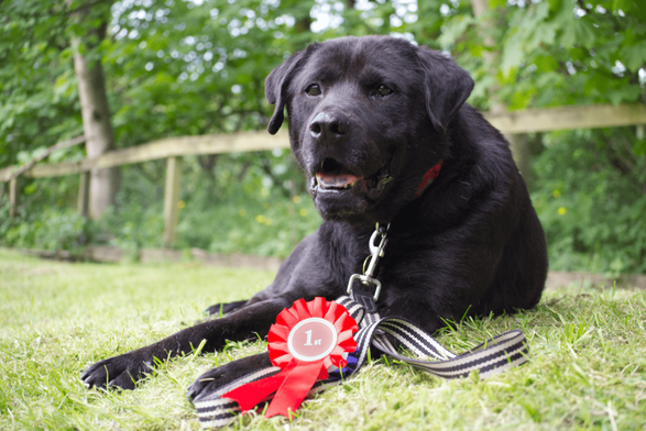 Adult black Labrador cross dog lying on a grassy field in front of a wooden fence. His black and white striped lead is coiled in front of him with a red 1st place rosette placed on top. He's looking left, slightly out of the frame and there is blurred green vegetation behind him.
