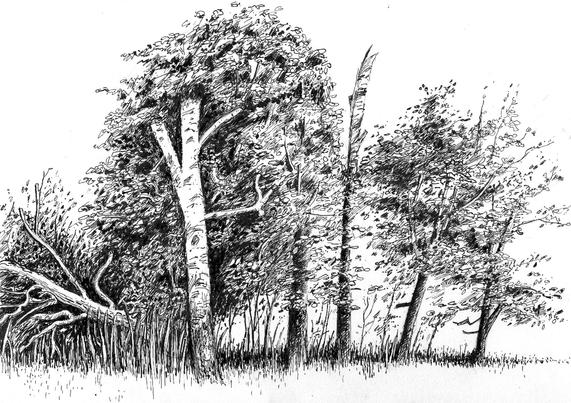Birches