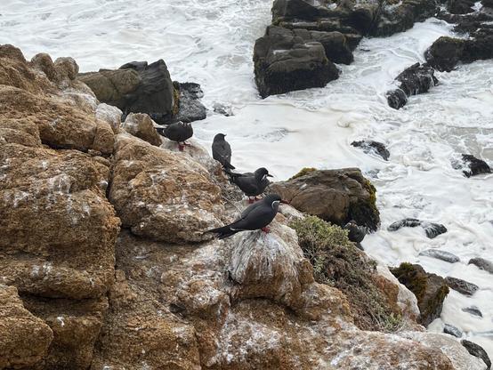 Inca terns sitting and watching the waves