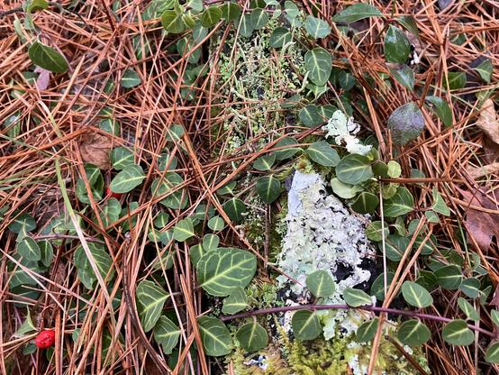 A whole microcosm of tiny lichens on a fallen branch, with evergreen partridgeberry leaves lying over them and shiny wintergreen growing nearby too. Bright orange-brown pine needles are also lying all around.
