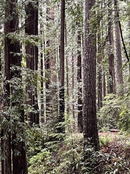 A tranquil scene of old-growth coast redwood trees in Prairie Creek Redwoods State Park today. On the path, branches from the treetops can be seen, the result of recent wind events. A few branches with cones are also present.