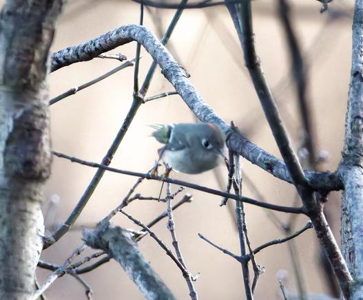 A ruby-crowned kinglet on its way to murder someone.