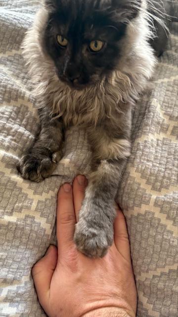 Kitty has his paw on one of his humans. 
Surprisingly the human didn't spring any leaks after this encounter. This time.