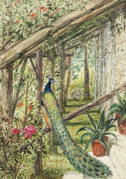 “Alice Boyd was one of the most talented women in the Pre-Raphaelite circle….Boyd painted several watercolours and oils outside her studio in the grounds of Penkill….The inscription on the original mount of the present work: Steps to the Studio, Penkill/Steps that lead to pleasant days/And work that needs nor blame nor praise, reflects a happy and productive working environment. The elaborately drawn peacock and roses and foliage, reminiscent of William Morris wallpaper, bear testament to the emerging Aesthetic movement.”