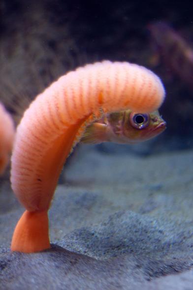 Little red fishy hiding behind a pink feathery sea creature, arranged so that it looks like the fish has a giant wig.