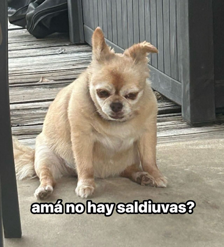 Foto de un perrito gordito acabado y con cara de agobio con el texto: amá no hay saldiuvas?