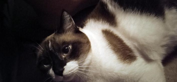 Une croisée siamoise qui n'aime pas trop qu'on prenne des photos d'elle sans son autorisation !