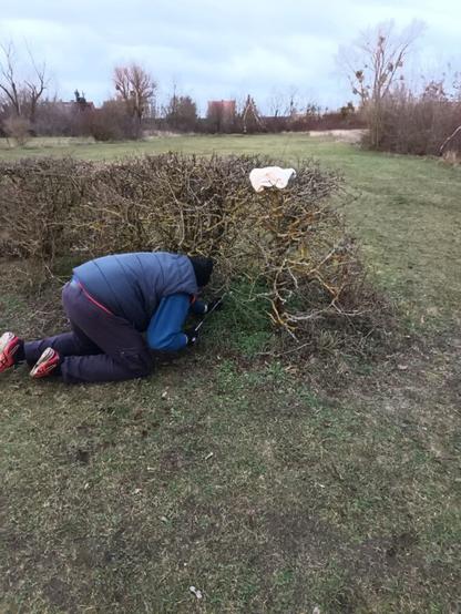 ein Crossgolf Spieler Kniet vor einem Busch und versucht seinen Golfball daraus vorzuangeln