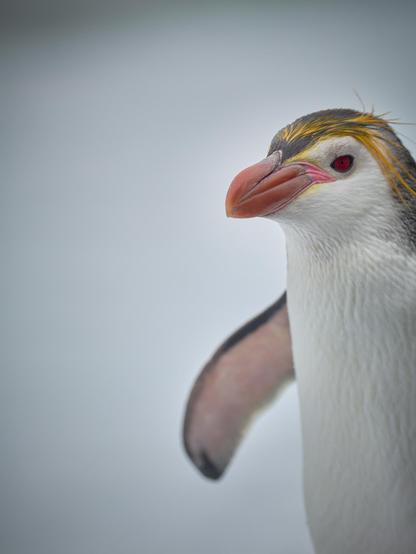 Could this be my favourite kind of penguin ever?