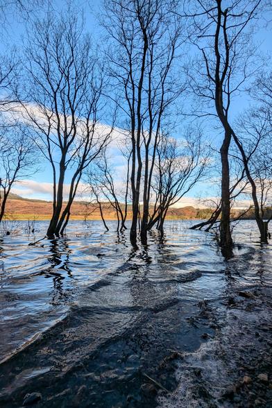 A view on a cold, sunny, clear day of some trees in the shallow water of a lochside, with the loch beyond and some snow-topped hills on the other side. The trees are silhouetted against the bright day. A little of the rocky shoreline is visible, too, and the loch surface has some ripples.