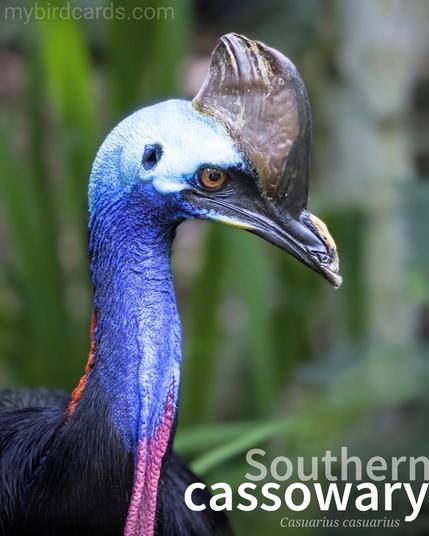 🌏 Southern cassowary (Casuarius casuarius) 

The Southern cassowary, also known as the Double-wattled cassowary, Australian cassowary, or Two-wattled cassowary, is a large, flightless bird native to tropical rainforests in northern Australia, southern Papua New Guinea and Indonesia. It is characterized by its distinctive appearance, with a dark brown or black plumage, a prominent casque on its head, and long, sharp claws on its feet. Cassowaries are primarily solitary and territorial, and they are known for their aggressive behavior when threatened. 1.5 Flash (Edited)

Conservation status: Endangered (EPBC Act)

📷: Photo by DaFranzos via Pixabay 

APSU