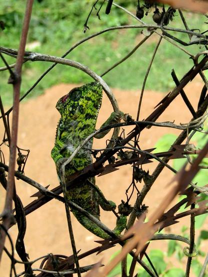 A green and black chameleon climbing among some razor wire.